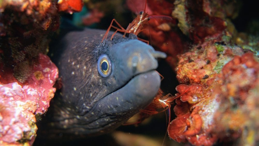 moray-eel-head