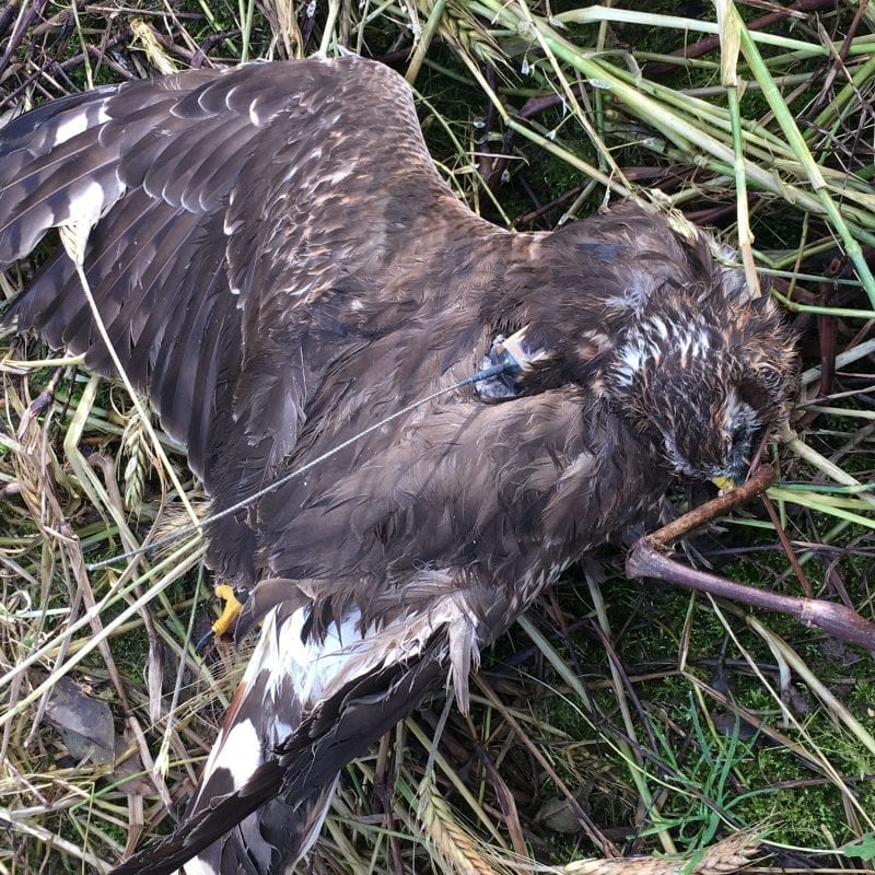 Hen Harrier Mary, lying dead on the ground in County Meath