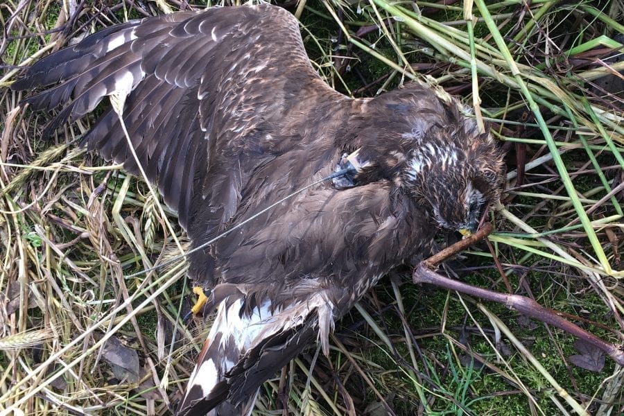 Hen Harrier Mary, lying dead on the ground in County Meath