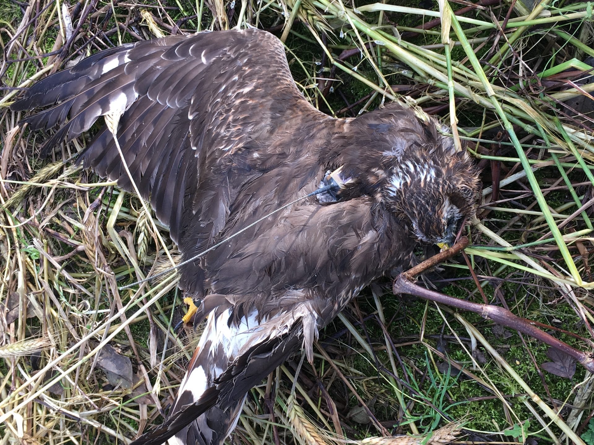 Hen Harrier Mary, lying dead on the ground in County Meath