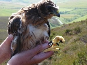 Hen Harrier Mary being tagged as a chick 2019