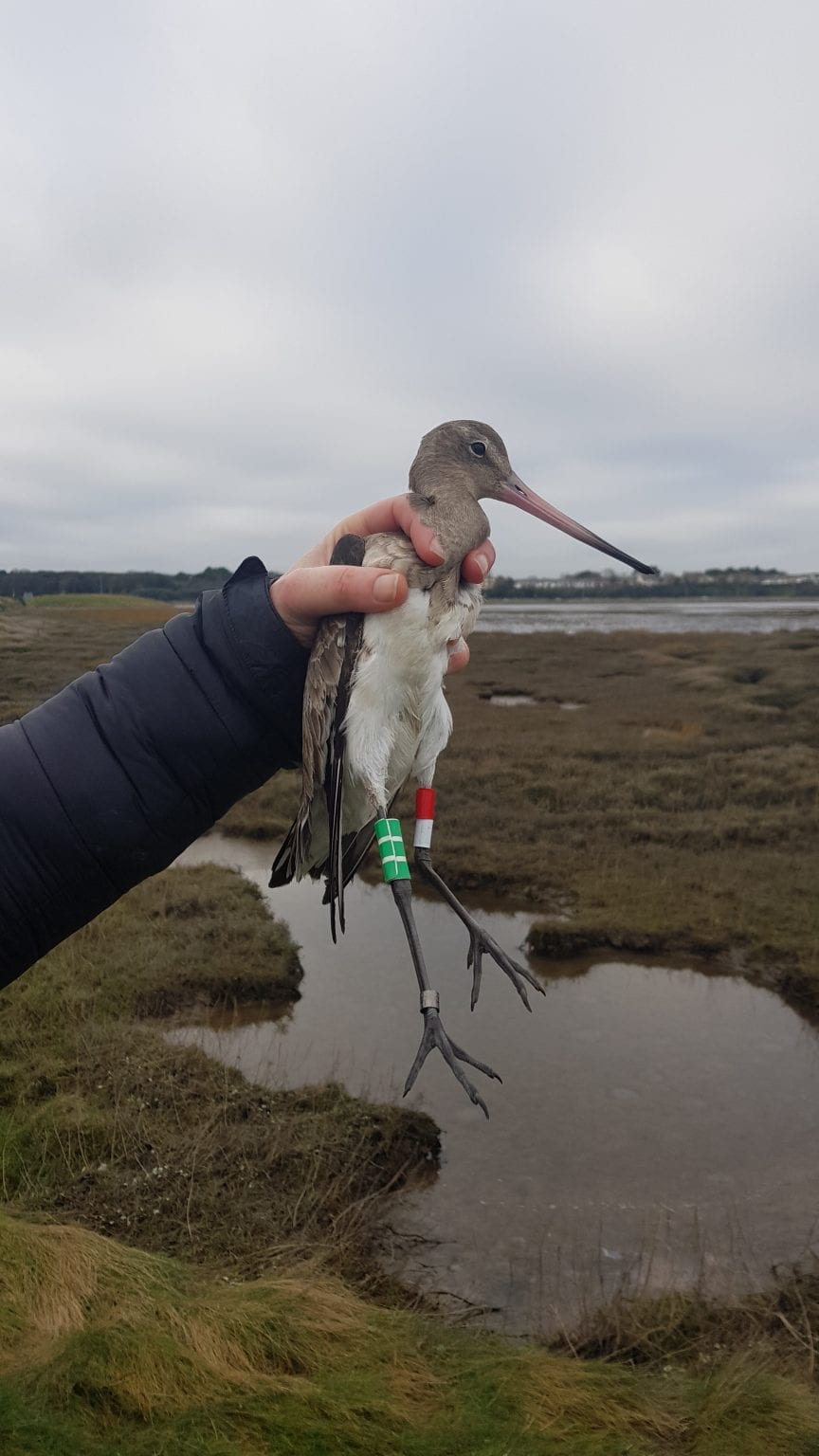 Starting 2020 with a (literal) BANG!! Catching and colour-ringing ...