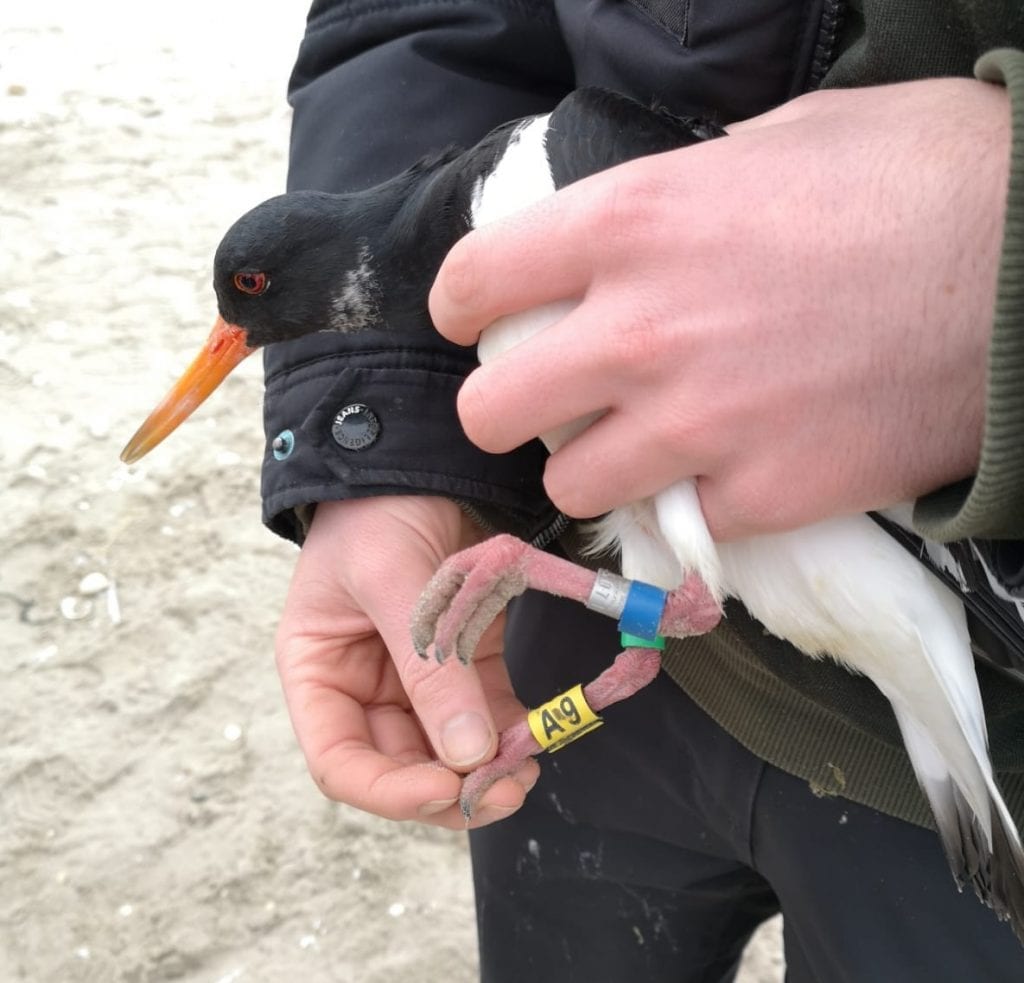 Starting 2020 with a (literal) BANG!! Catching and colour-ringing ...