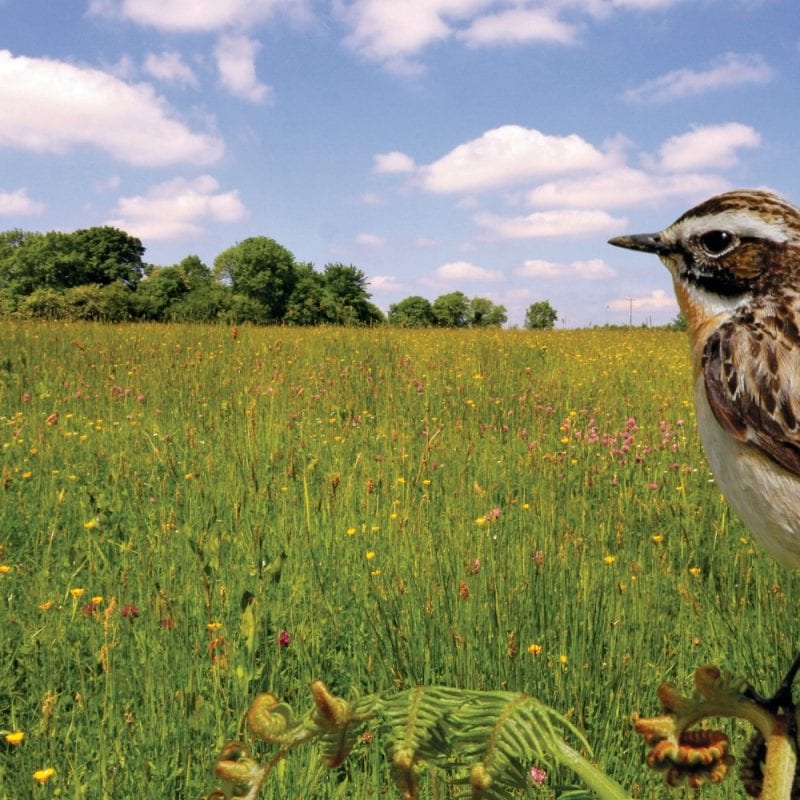 Farmland Bird Appeal