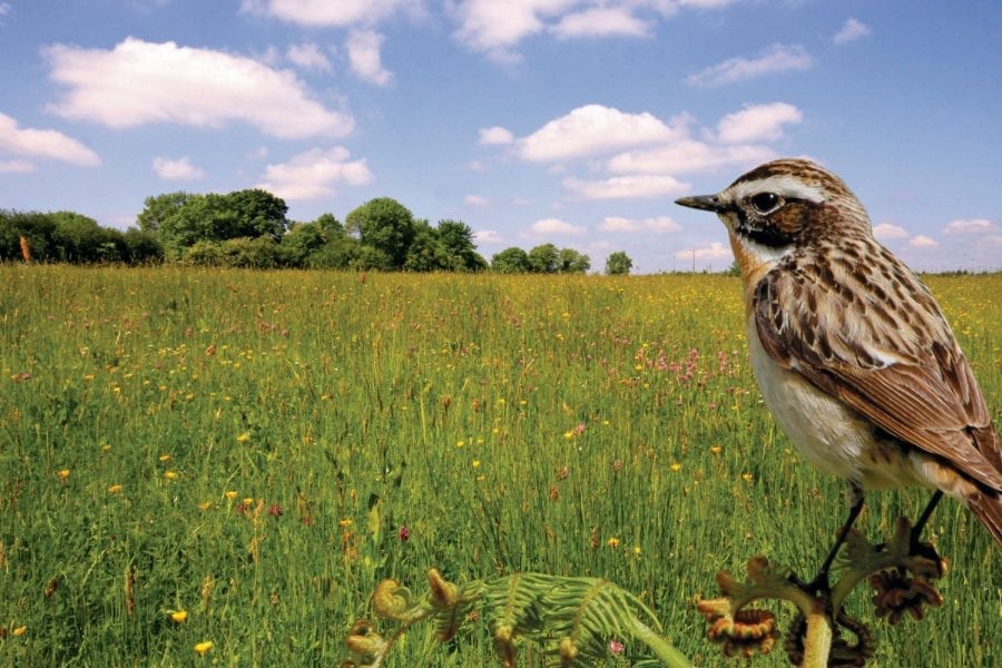 Farmland Bird Appeal