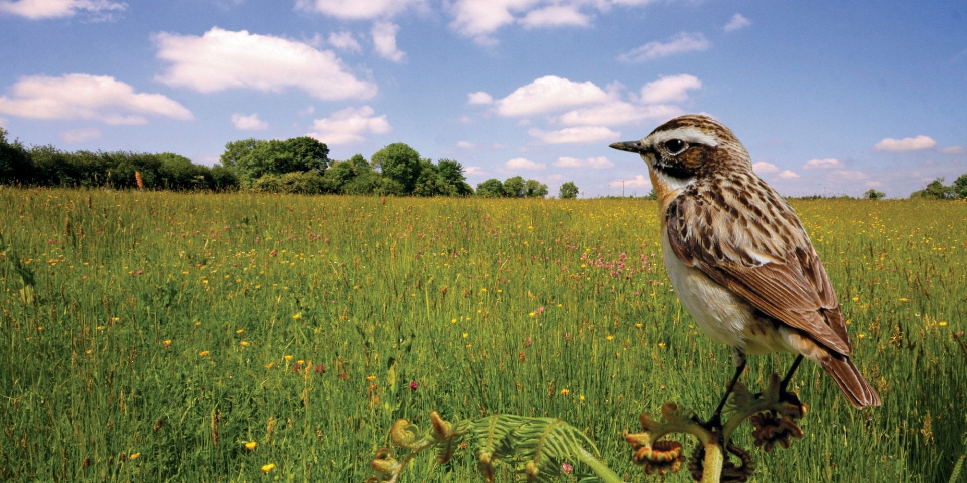 Farmland Bird Appeal