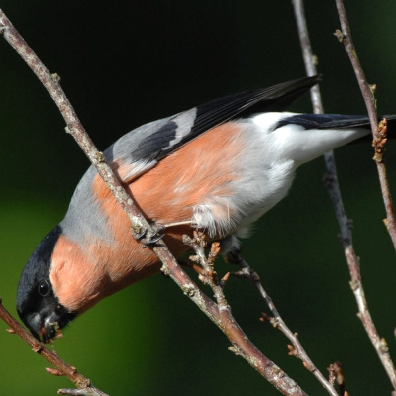 Male Bullfinch feeding on a tree bud