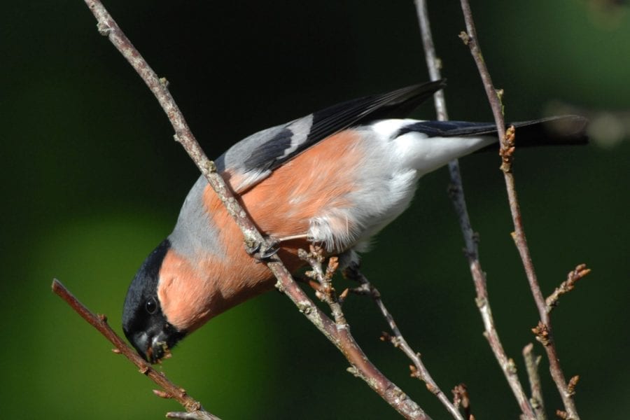 Male Bullfinch feeding on a tree bud