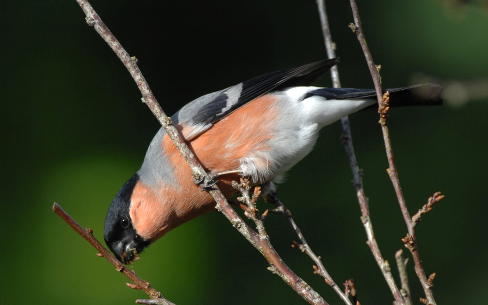 Male Bullfinch feeding on a tree bud