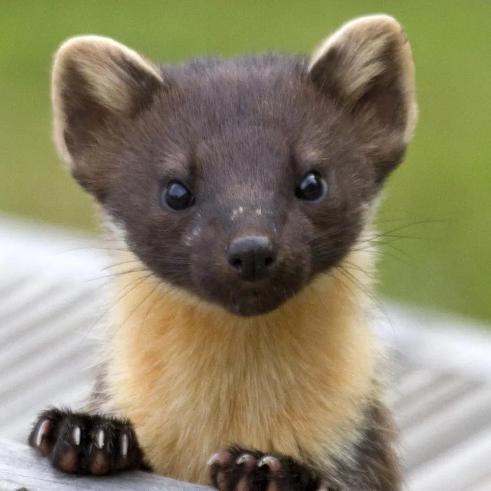 Top 98+ Images pictures of a pine marten Latest