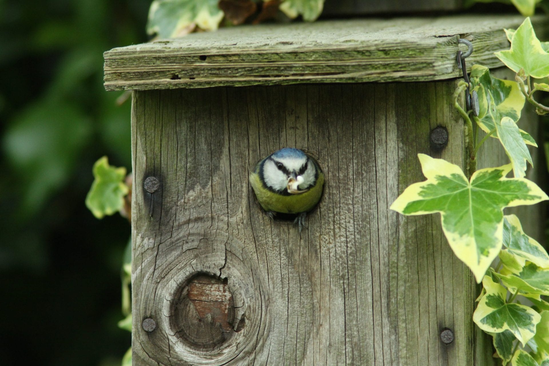 Nestbox Designs for Birds and Wildlife - BirdWatch Ireland