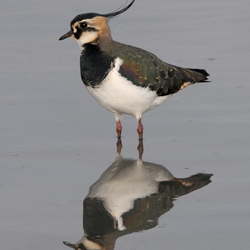 Lapwing standing in water