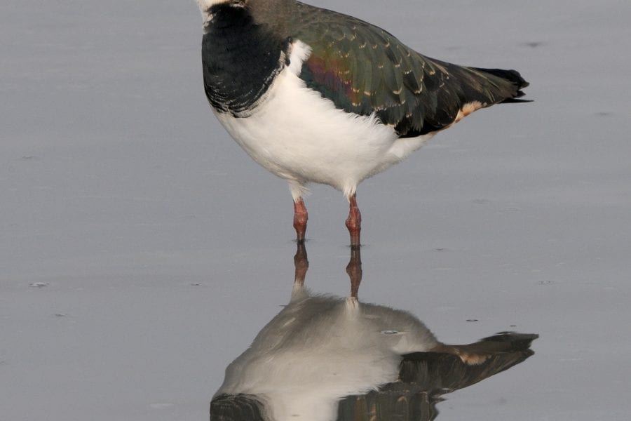 Lapwing standing in water