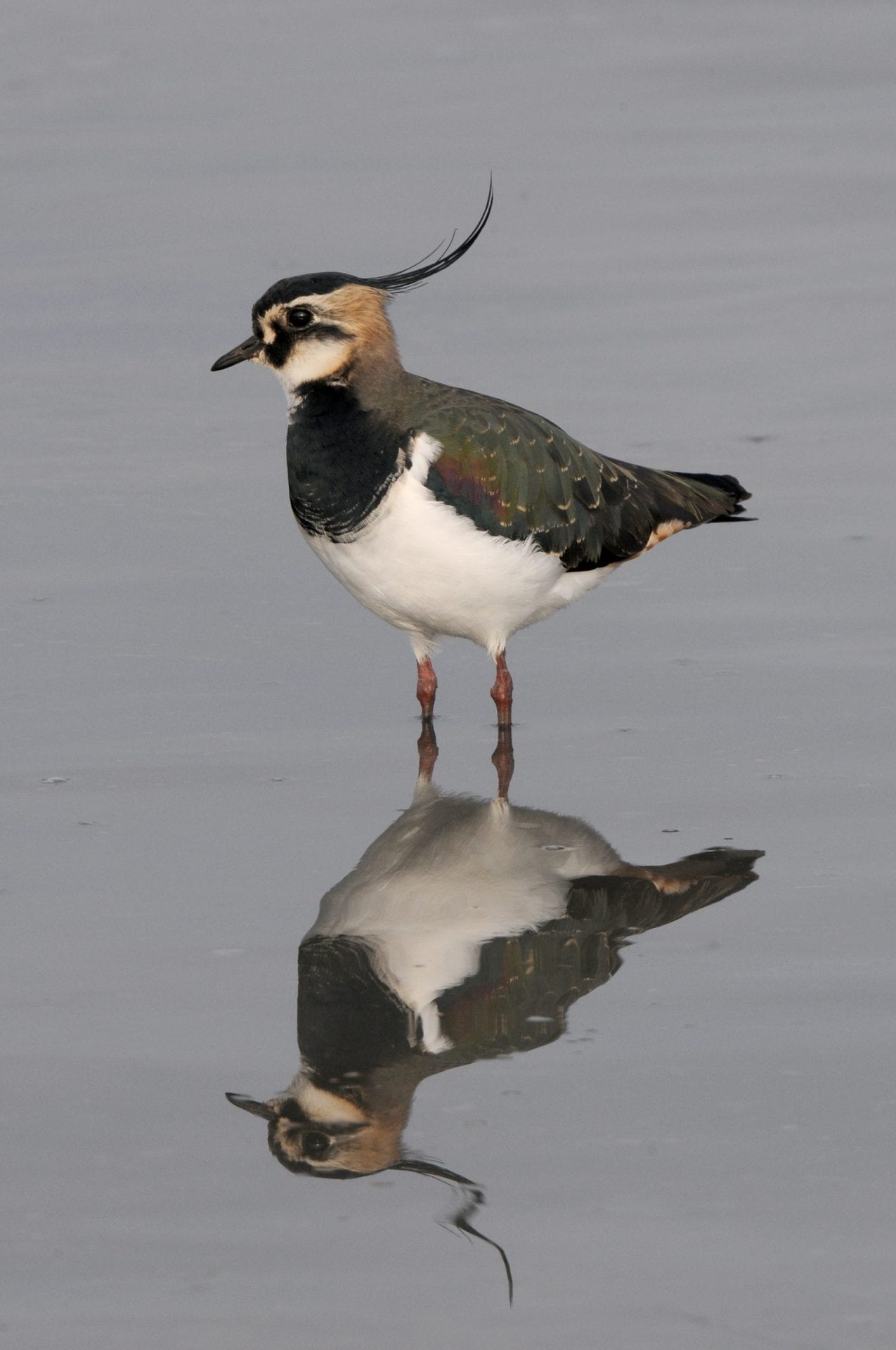 Lapwing standing in water
