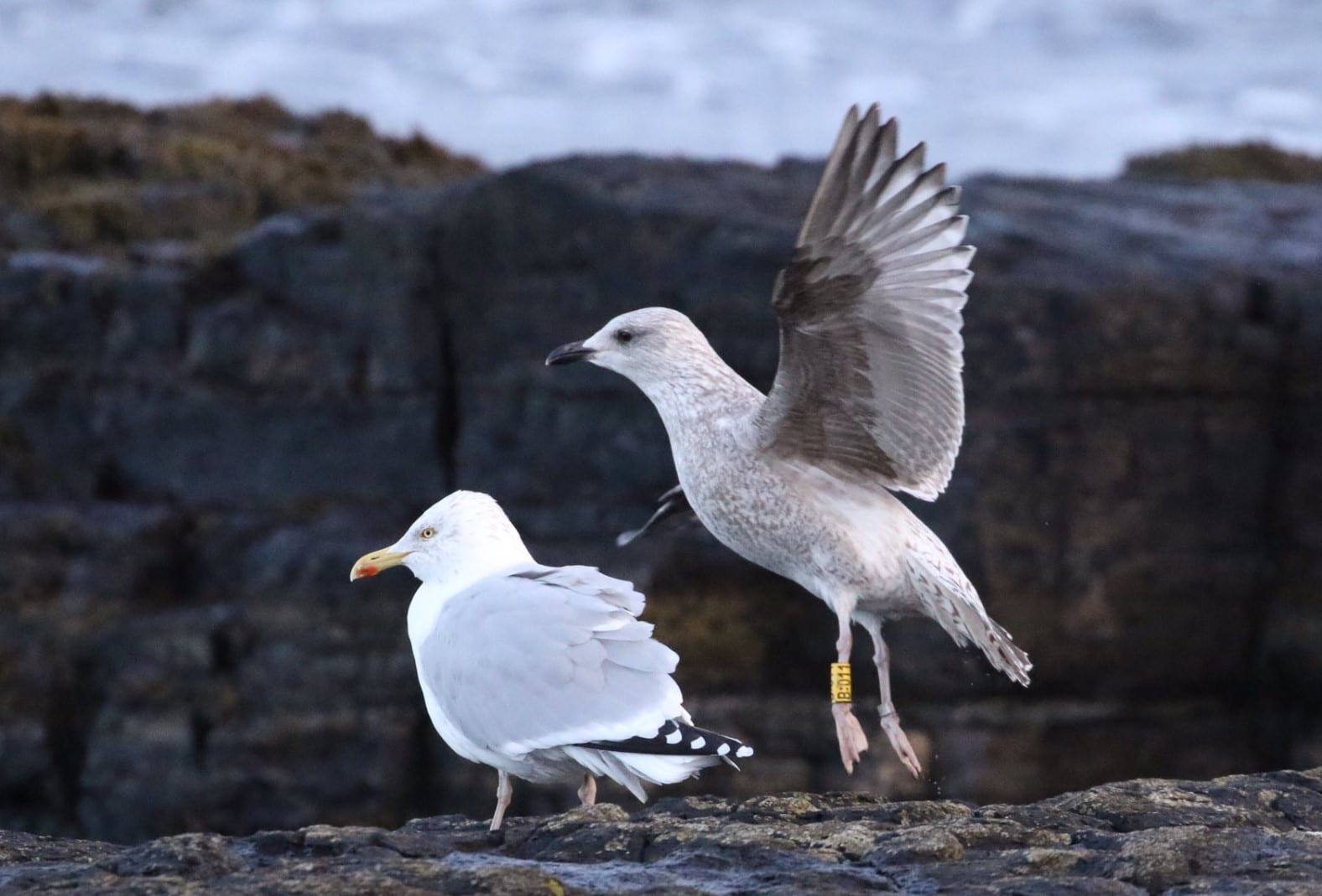 Bird-C-Ringed-Herring-Gull-by-Neal-Warnock