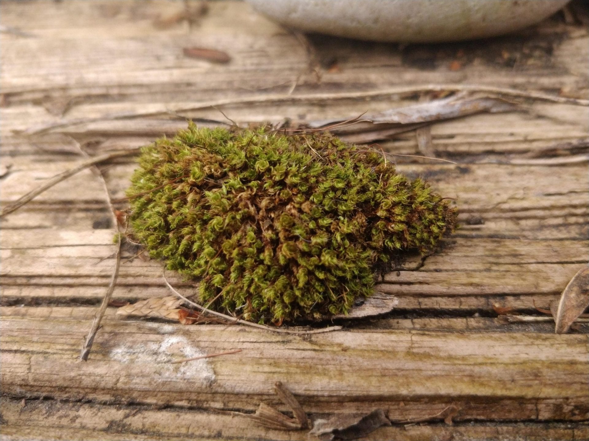 tuft-of-moss-on-garden-decking