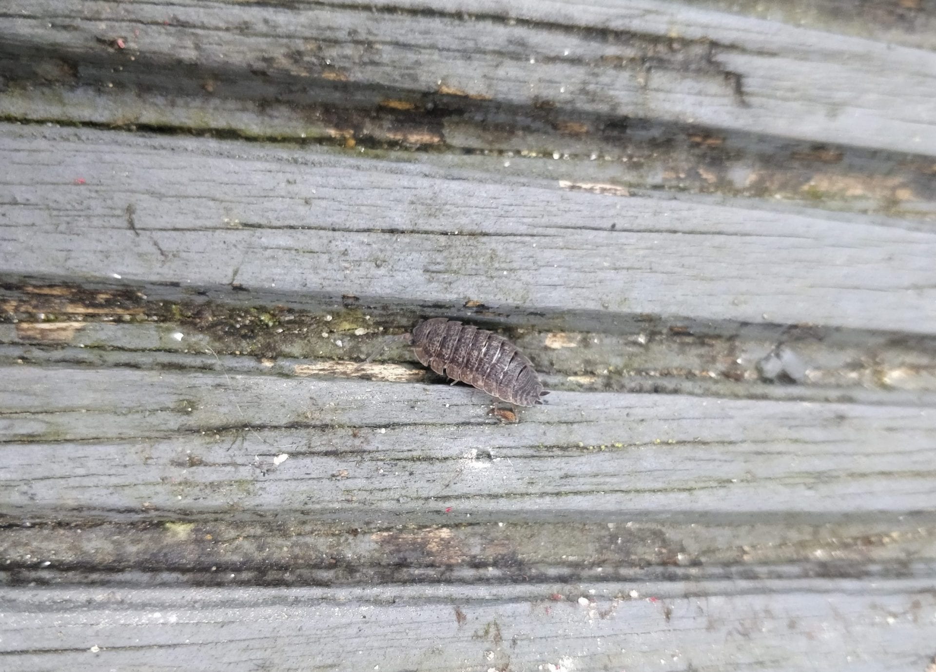 woodlouse-on-grey-decking