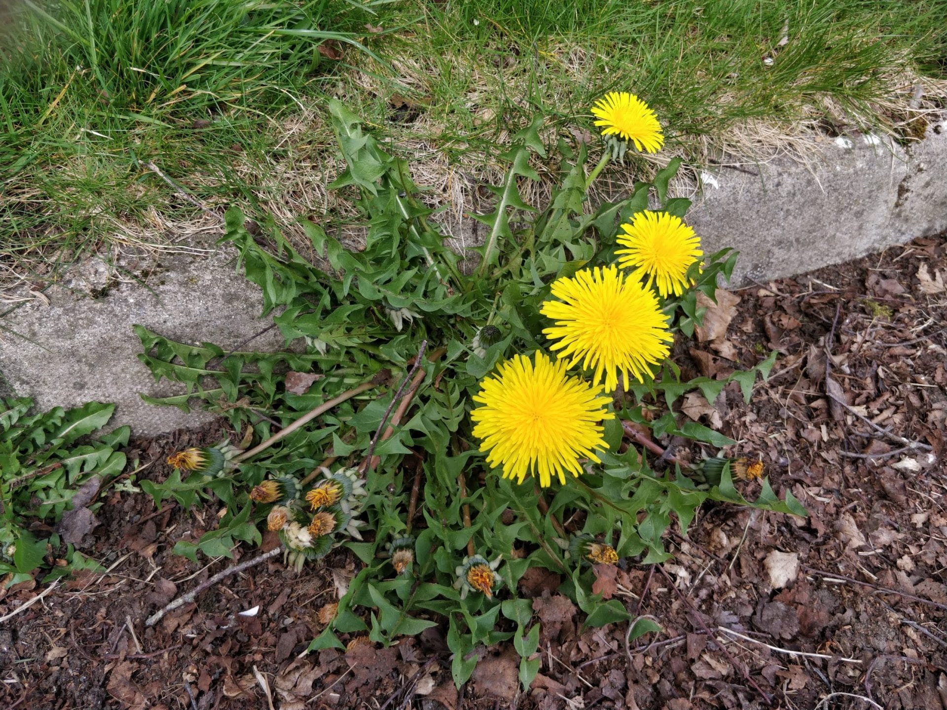 dandelion-flower-cluster-on-roadside