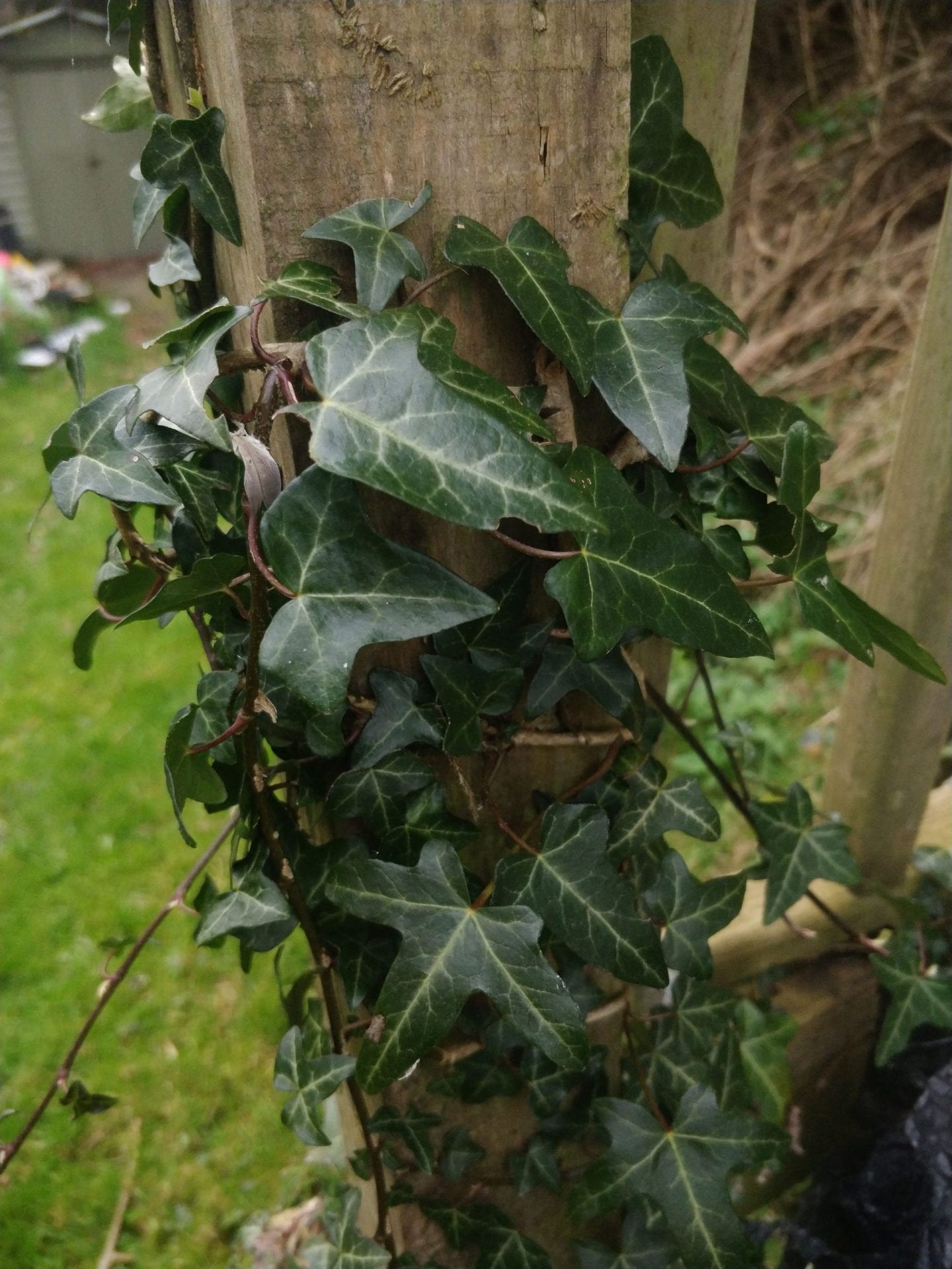 ivy-climbing-on-decking-post