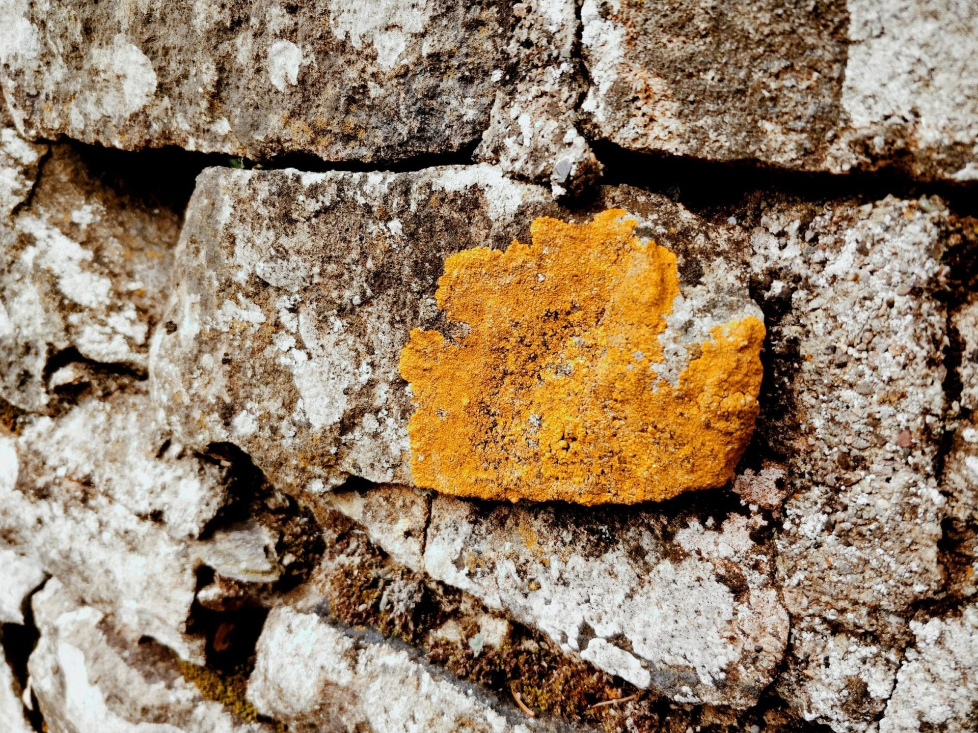 orange-lichen-on-a-stone-wall