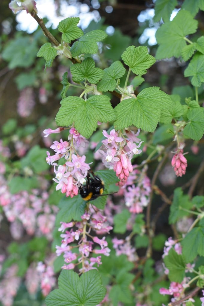 bumblebee-on-pink-flowers-of-Flowering-Currant-plant