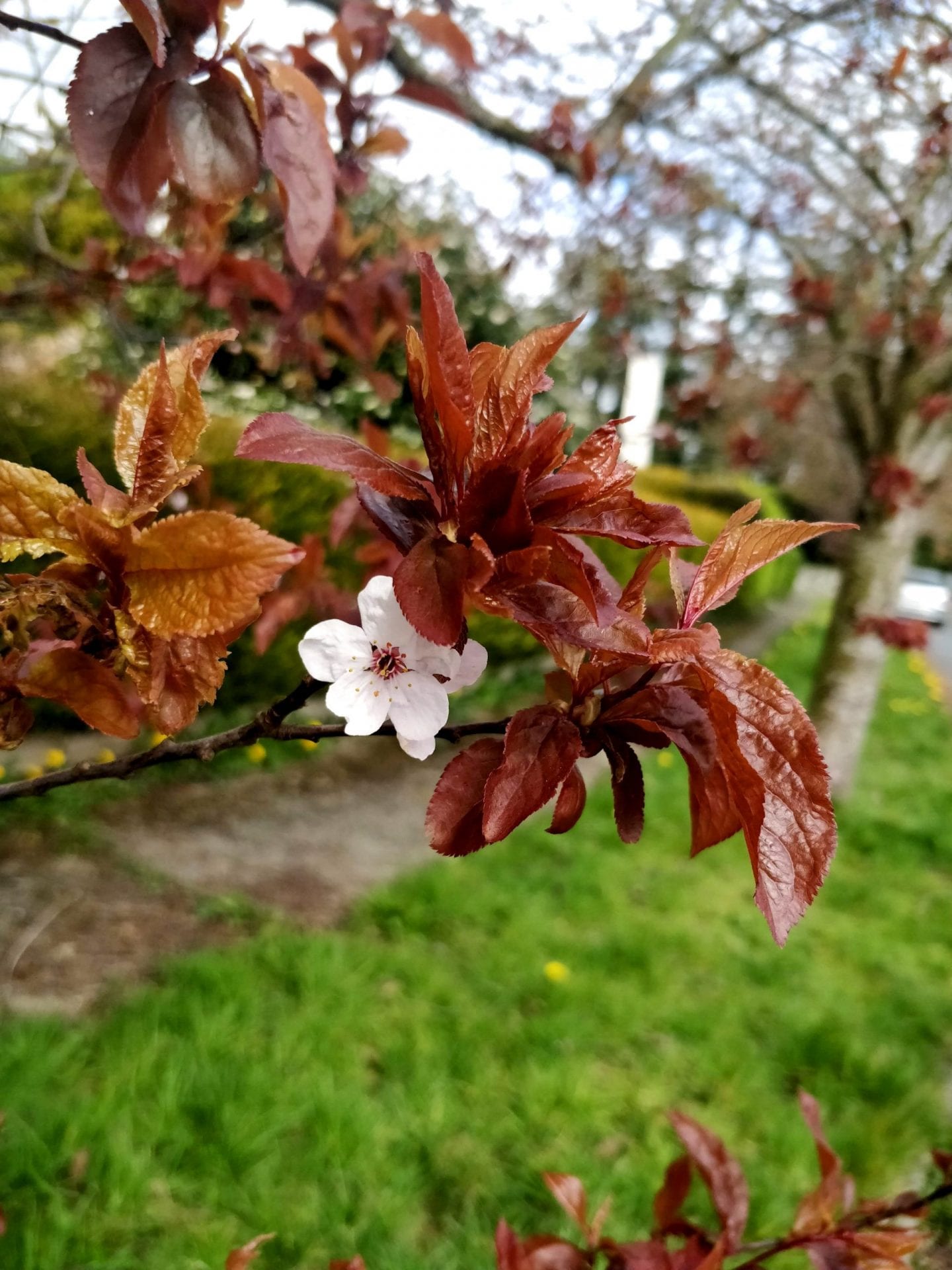 pink-flower-and-red-leaves-of-black-cherry-plum-tree