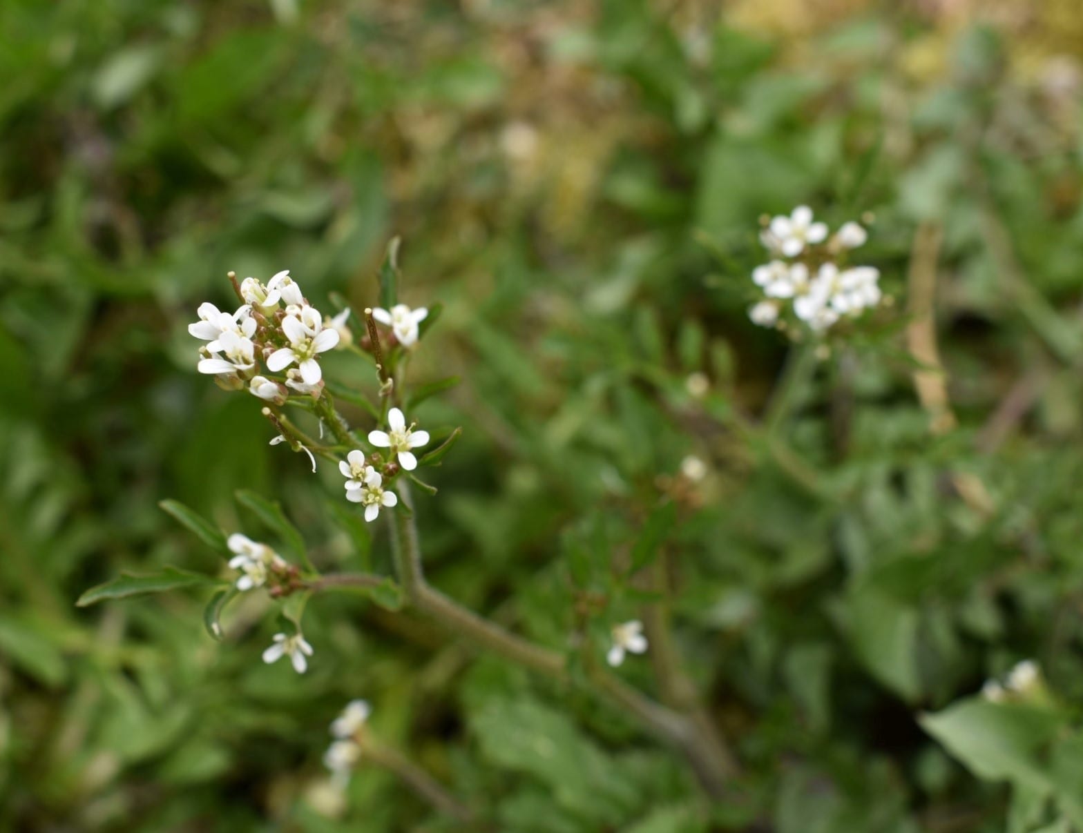 close-up-of-the-small-white-wavy-bittercress-flowers