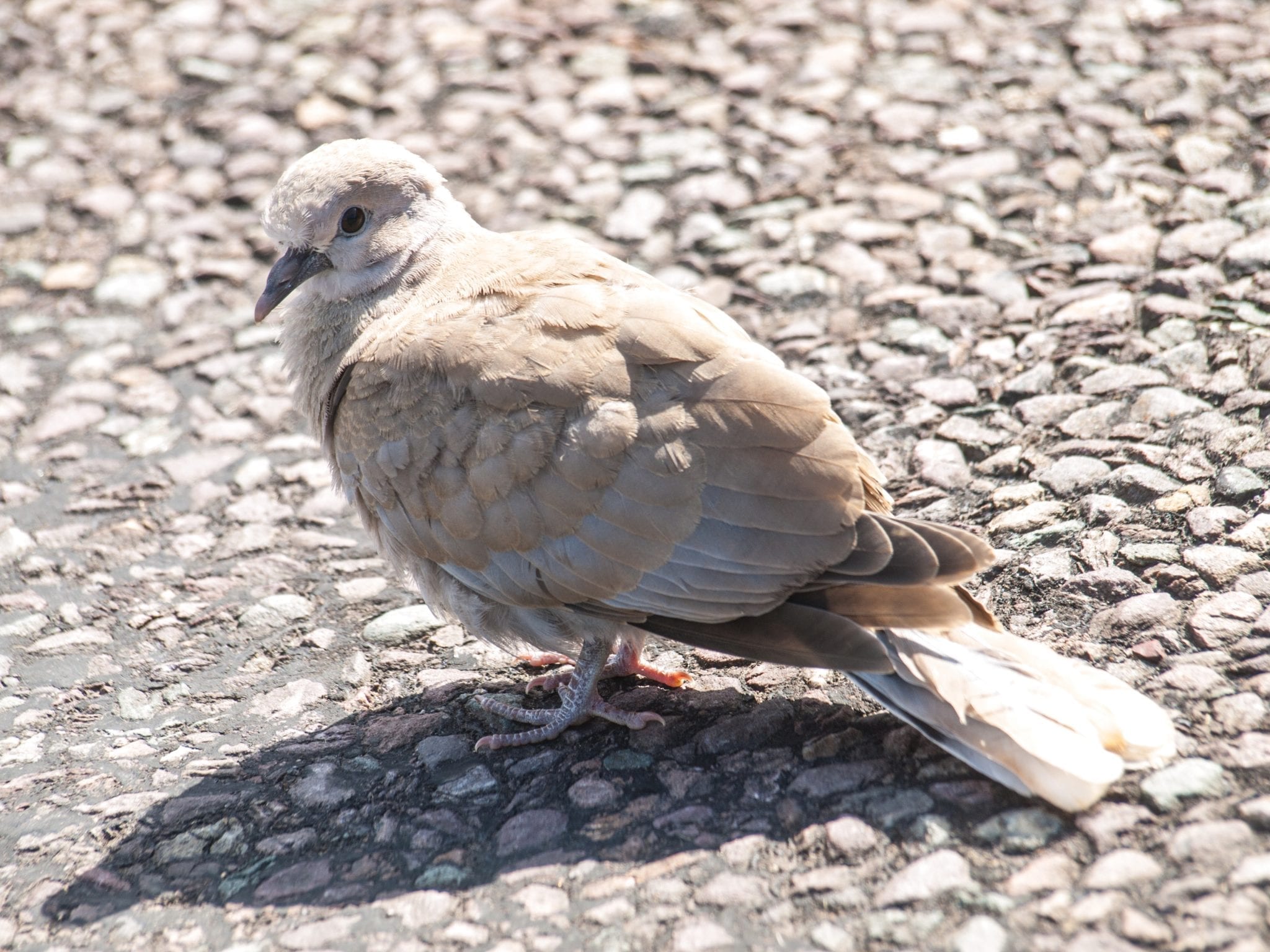 Garden Birds Fledglings and their Parents BirdWatch Ireland