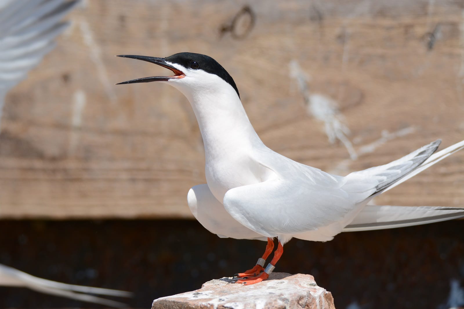 Birdwatch: without ash, whither rooks?, Birds