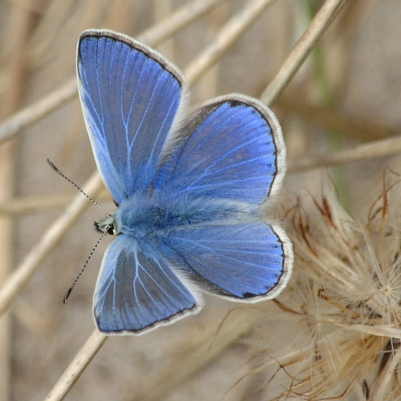 Photo-of-common-blue-butterfly