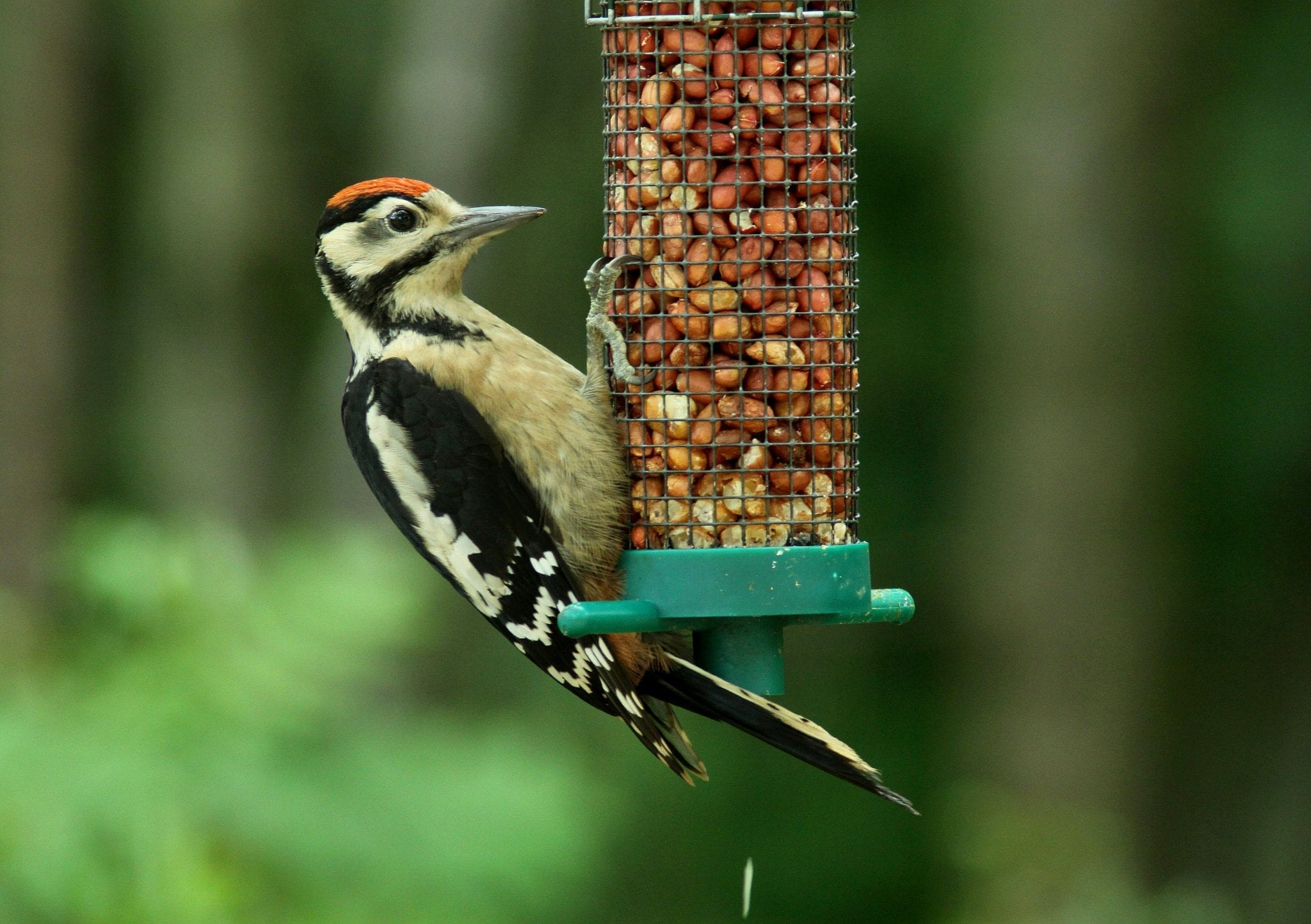 Irish birds are faring worse than ever before - BirdWatch Ireland