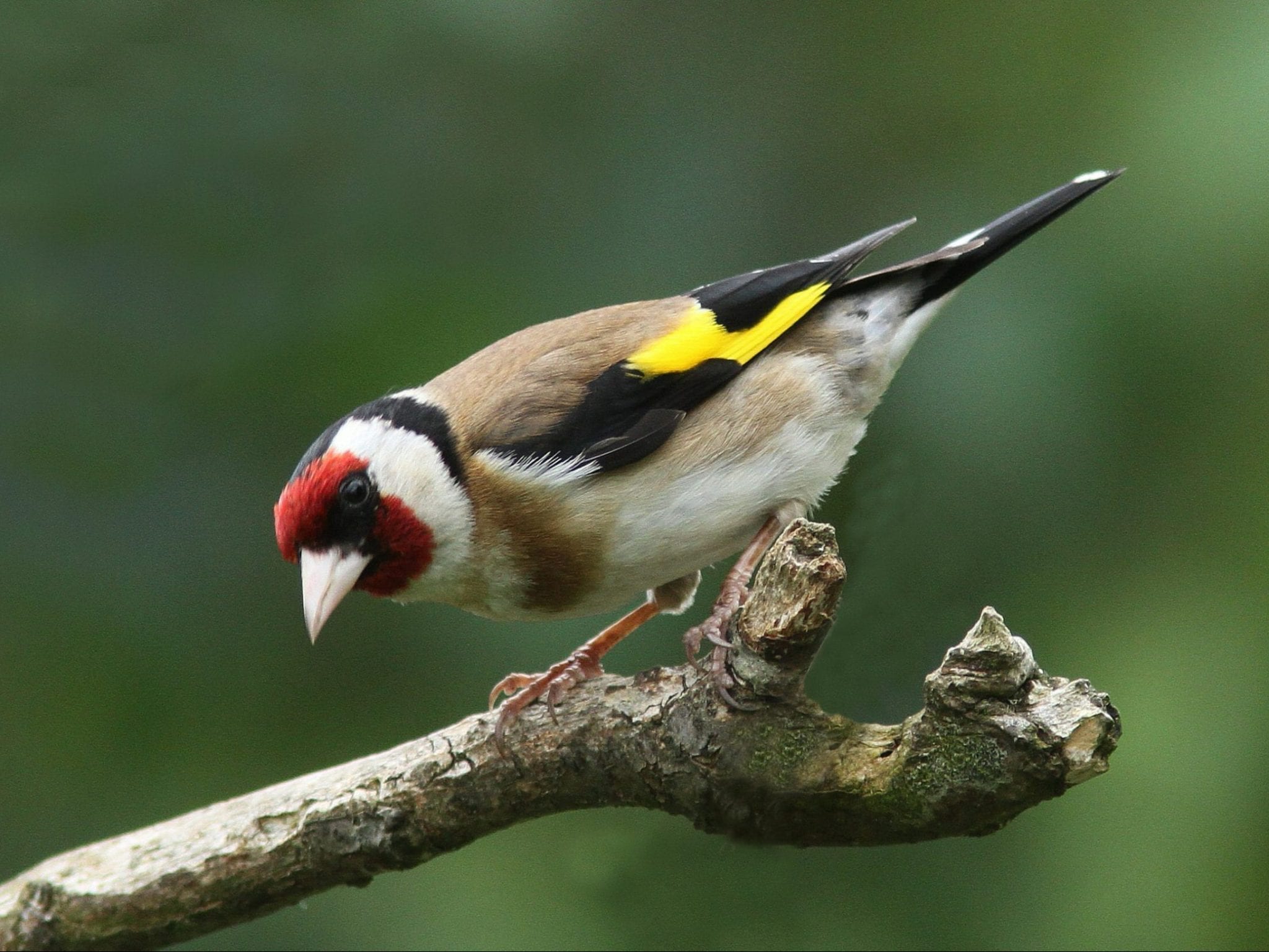 CBS Bird Songs and Calls - BirdWatch Ireland