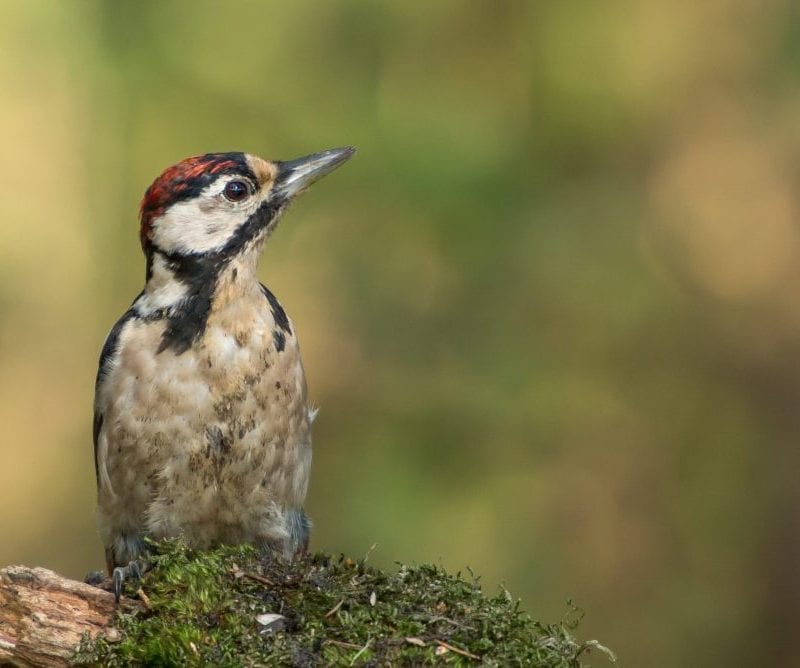 Great Spotted Woodpecker