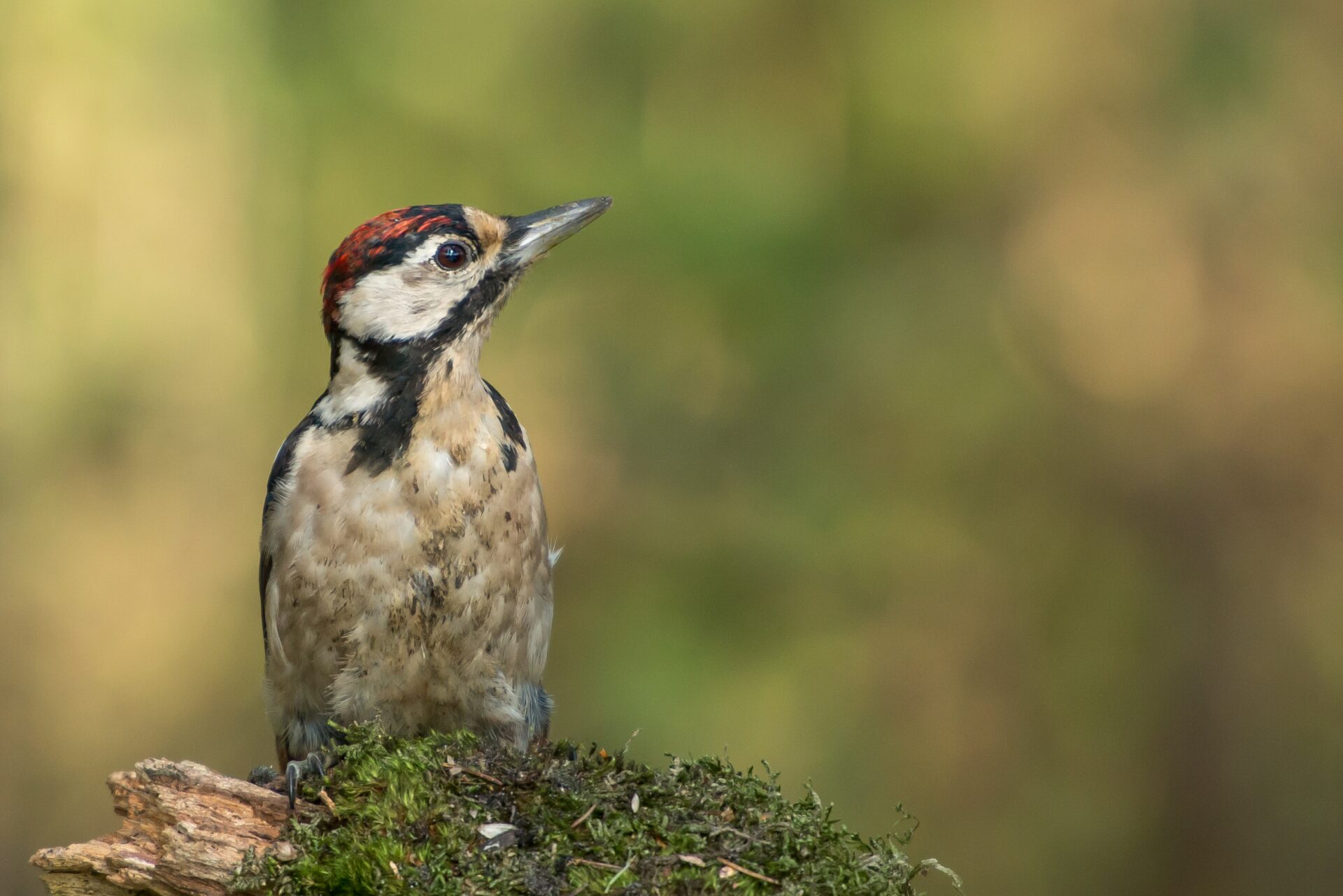 Great Spotted Woodpecker