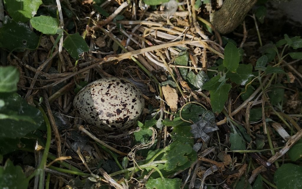 Roseate Tern egg - Kristy Owens