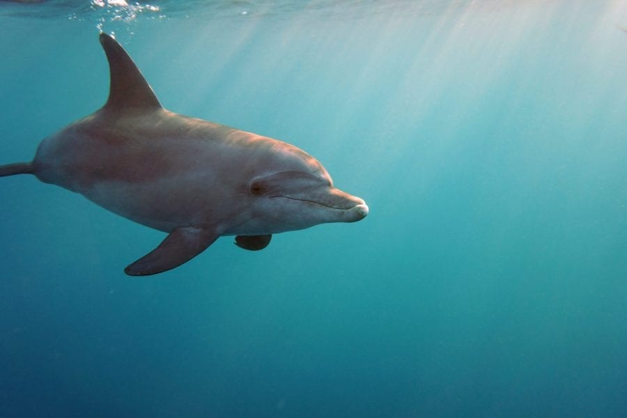 Bottlenose Dolphin