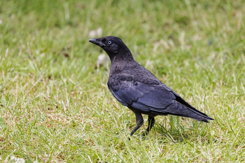 Garden Birds - Fledglings and their Parents - BirdWatch Ireland