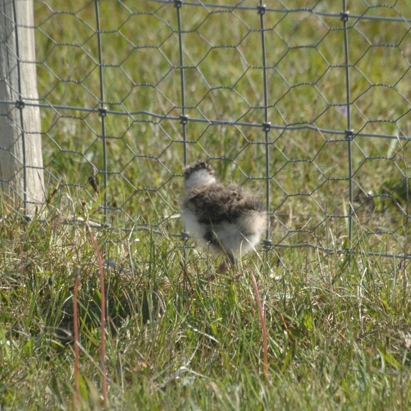 Photo-of-Lapwing-chick-at-predator-fence