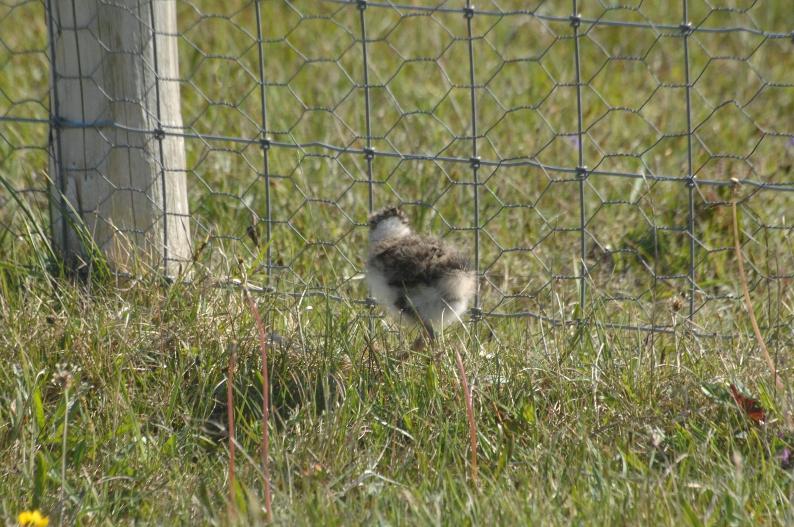 Photo-of-Lapwing-chick-at-predator-fence