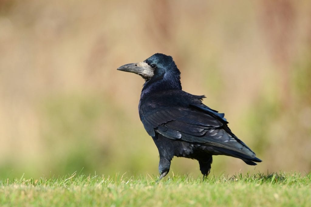 Corvid of the month: Rooks