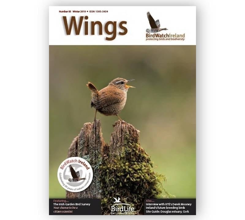 Wings-magazine-publication-Wren