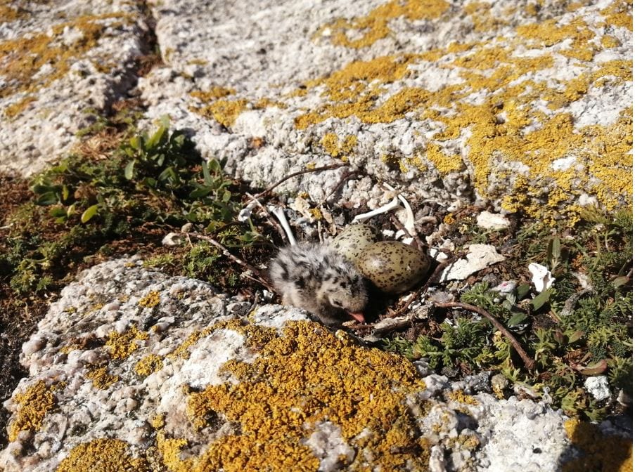 First-Arctic-Tern-Chick-Dalkey-Tern-Colony-2020