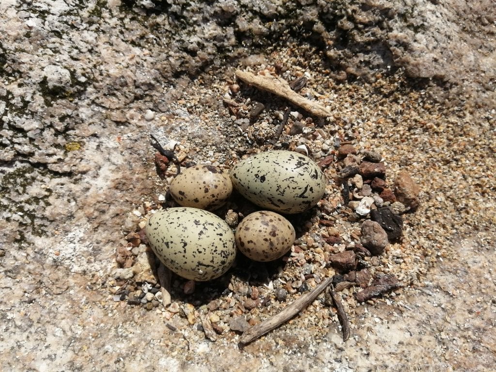 Mixed-Oystercatcher-and-tern-nest-Dalkey-tern-colony-2020