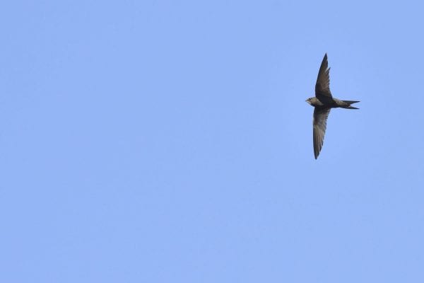 Swift bird wings spread against blue sky