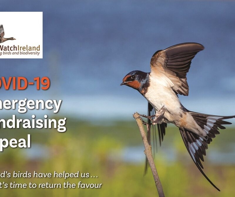 Help us to conserve and protect Ireland's most threatened birds: please donate