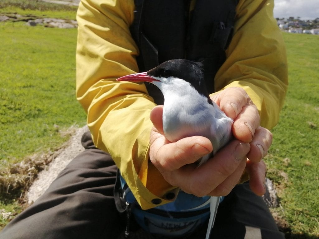 Arctic-Tern-Dalkey-tern-colony