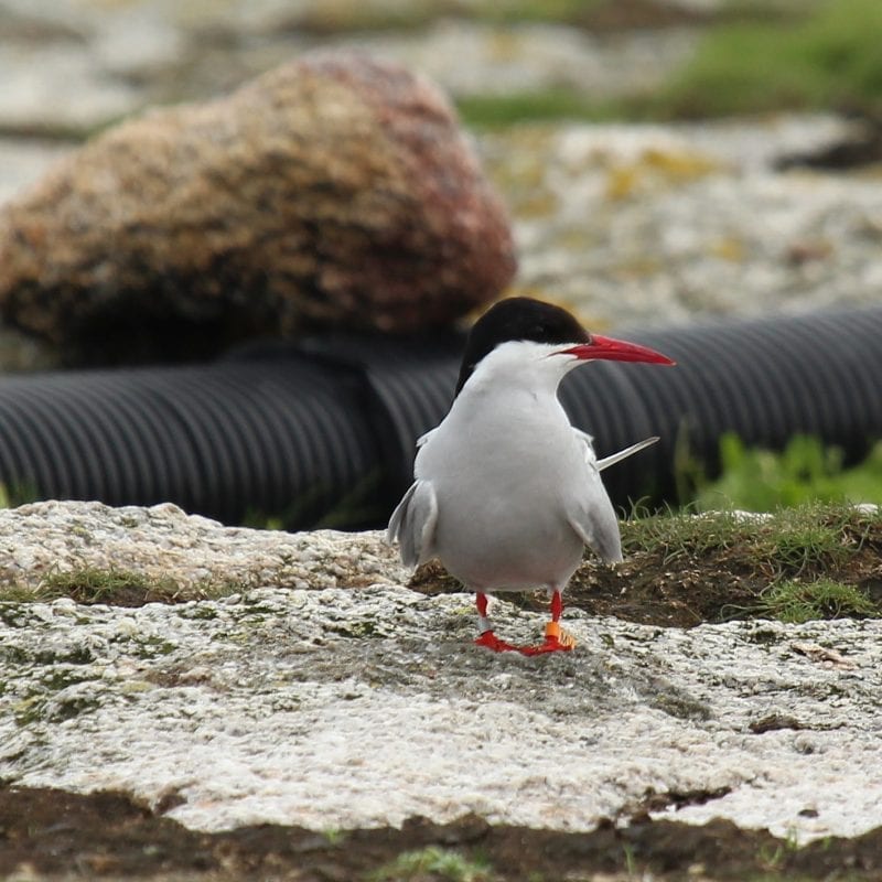 Arctic-Tern-flag-skerries-colony-dalkey-island