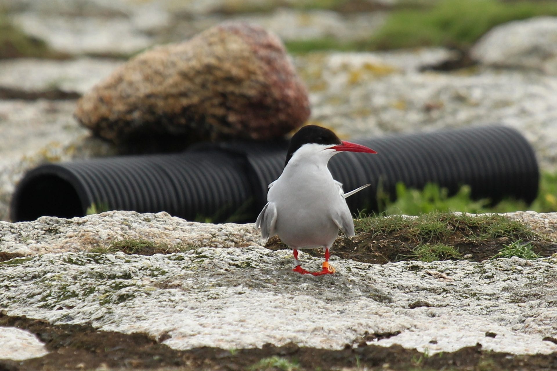 Arctic-Tern-flag-skerries-colony-dalkey-island