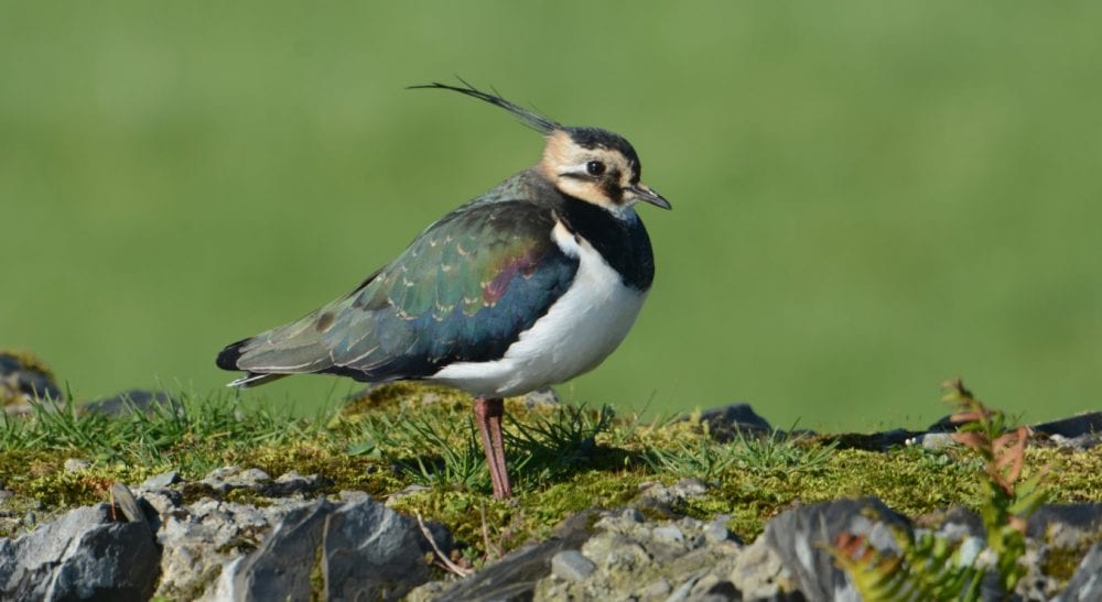 BirdWatch Ireland calls on MEPs to Reject the CAP Proposals at Friday Vote in European Parliament