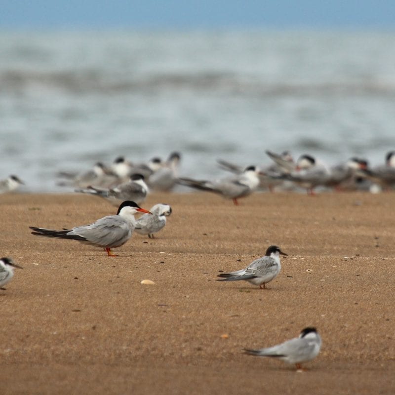 Colour-ringed-Common-Tern